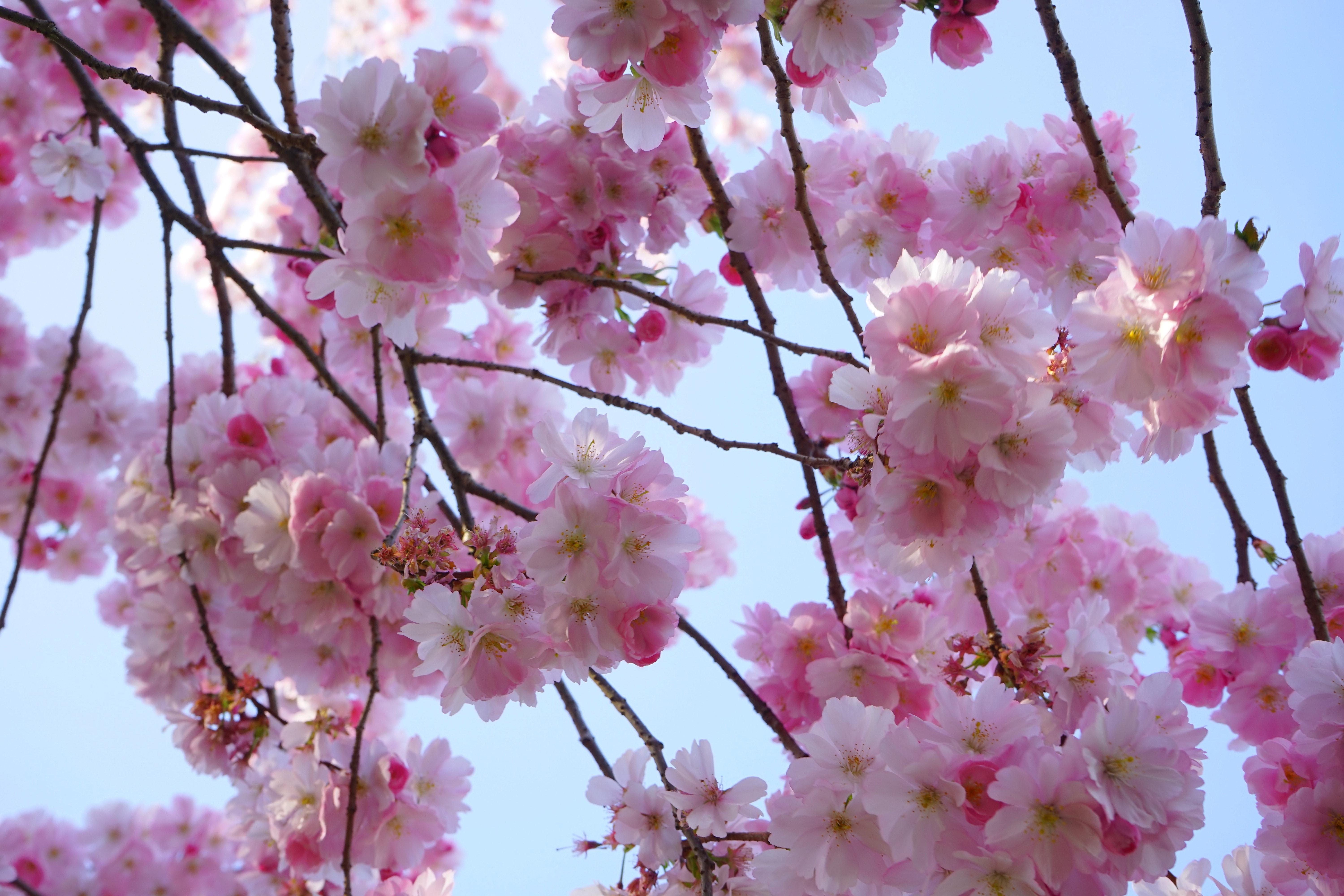 Декоративная японская вишня цветы
