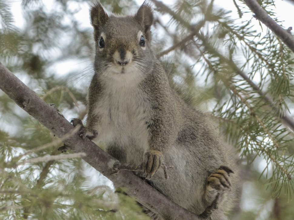 grey and black squirrel preview