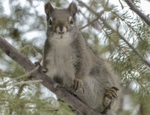 grey and black squirrel thumbnail