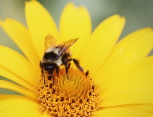 bee and yellow flower thumbnail