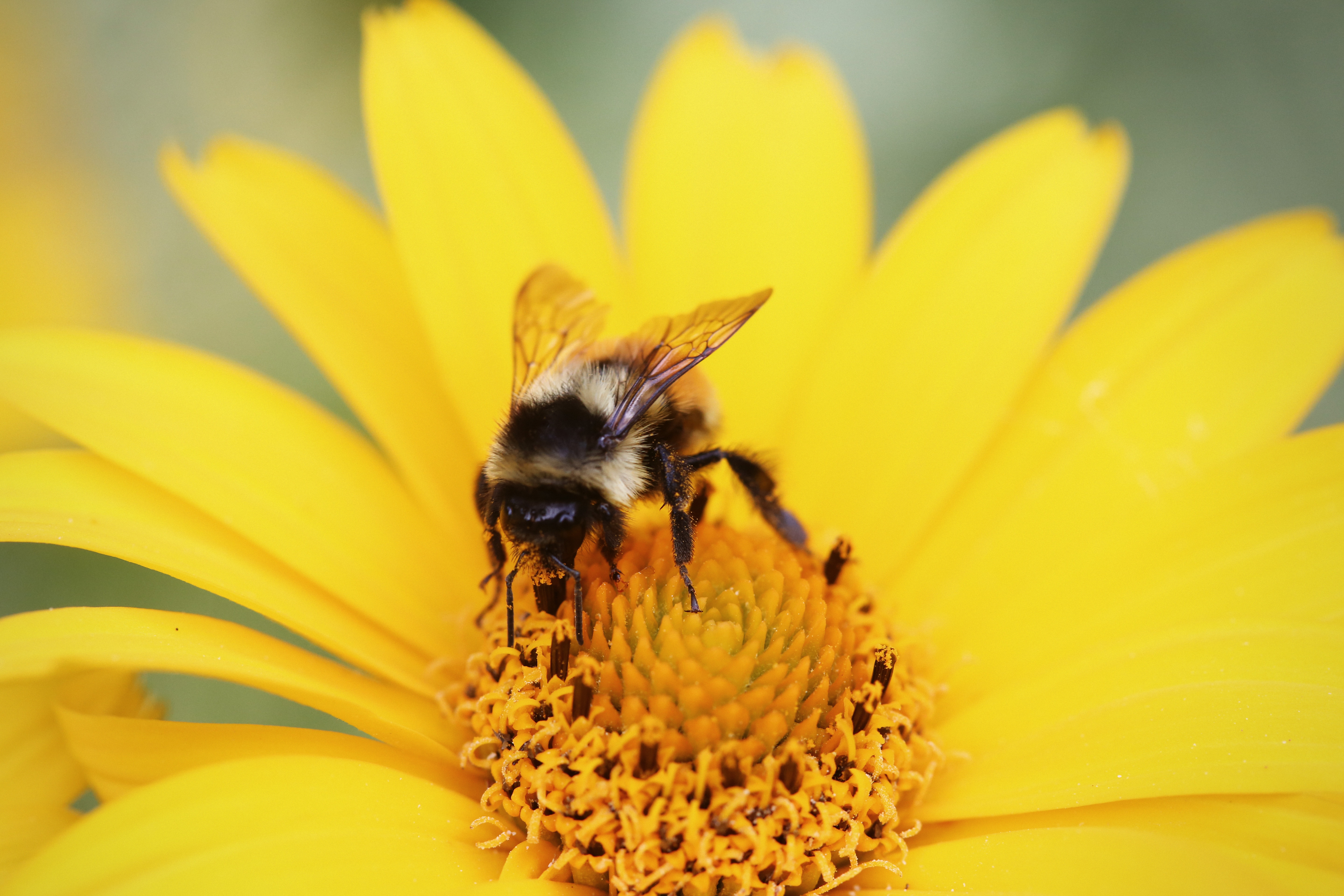 Погода в пчела. Пчела на цветке. Красивая пчела. Всемирный день пчел. Пчела фото.
