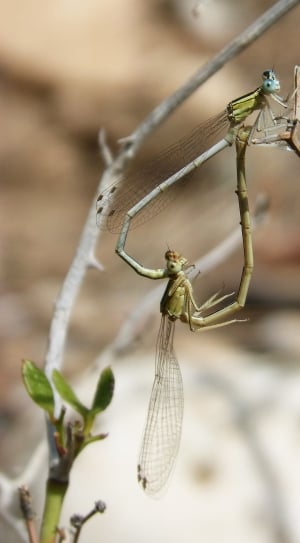2 green dragonflies thumbnail