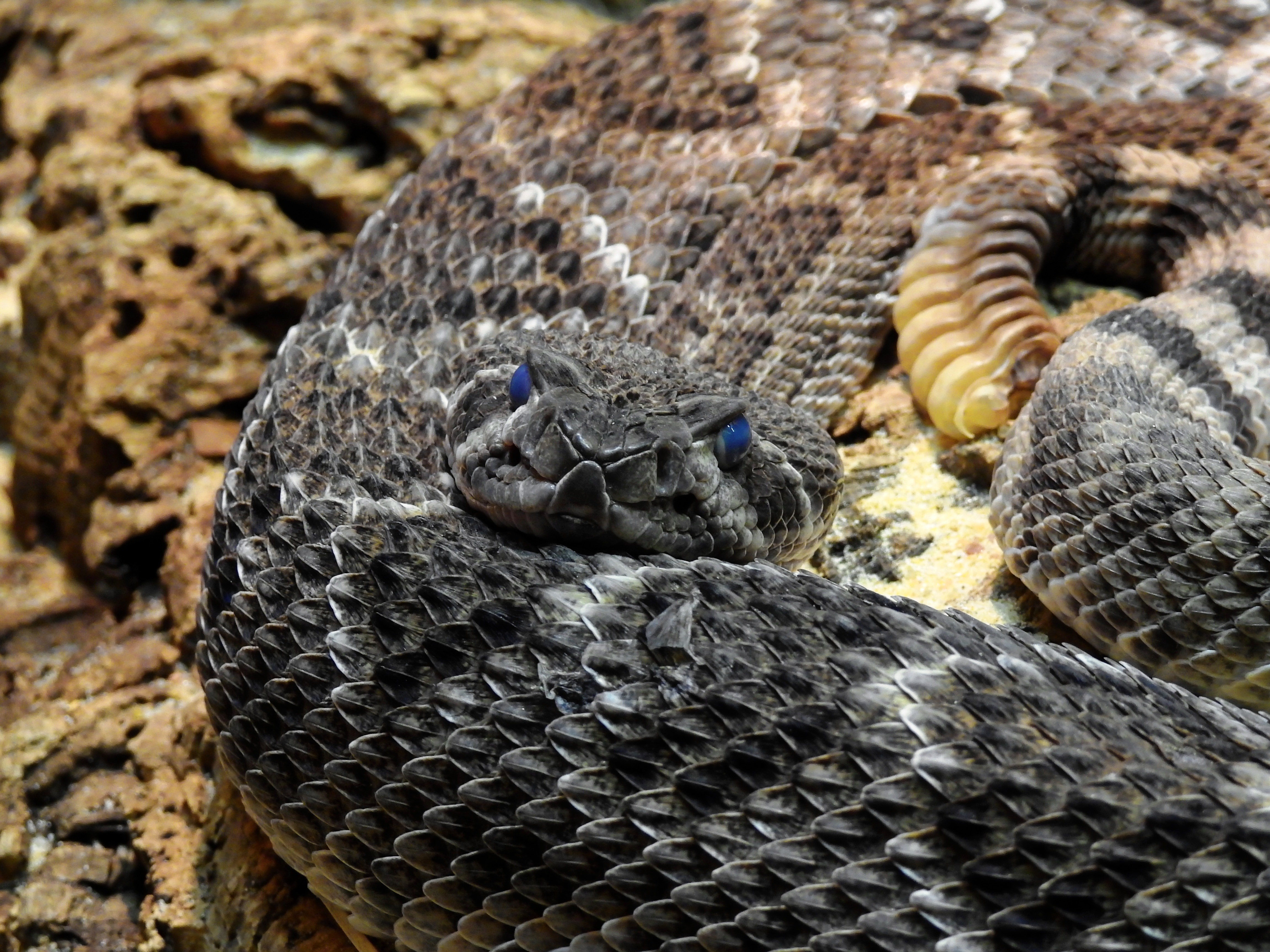 1600x1200 free download pictures of eastern diamondback rattlesnake