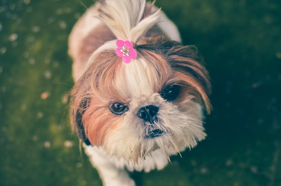 white and brown shih tzu preview