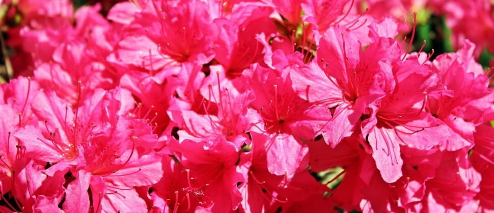 pink azaleas preview