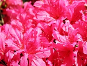 pink azaleas thumbnail