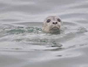 sea lion in body of water thumbnail