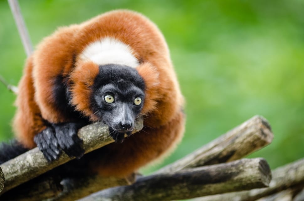 Red Ruffed Lemur preview