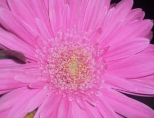 Pink, Spring, Pink Flowers, Flower, flower, pink color thumbnail