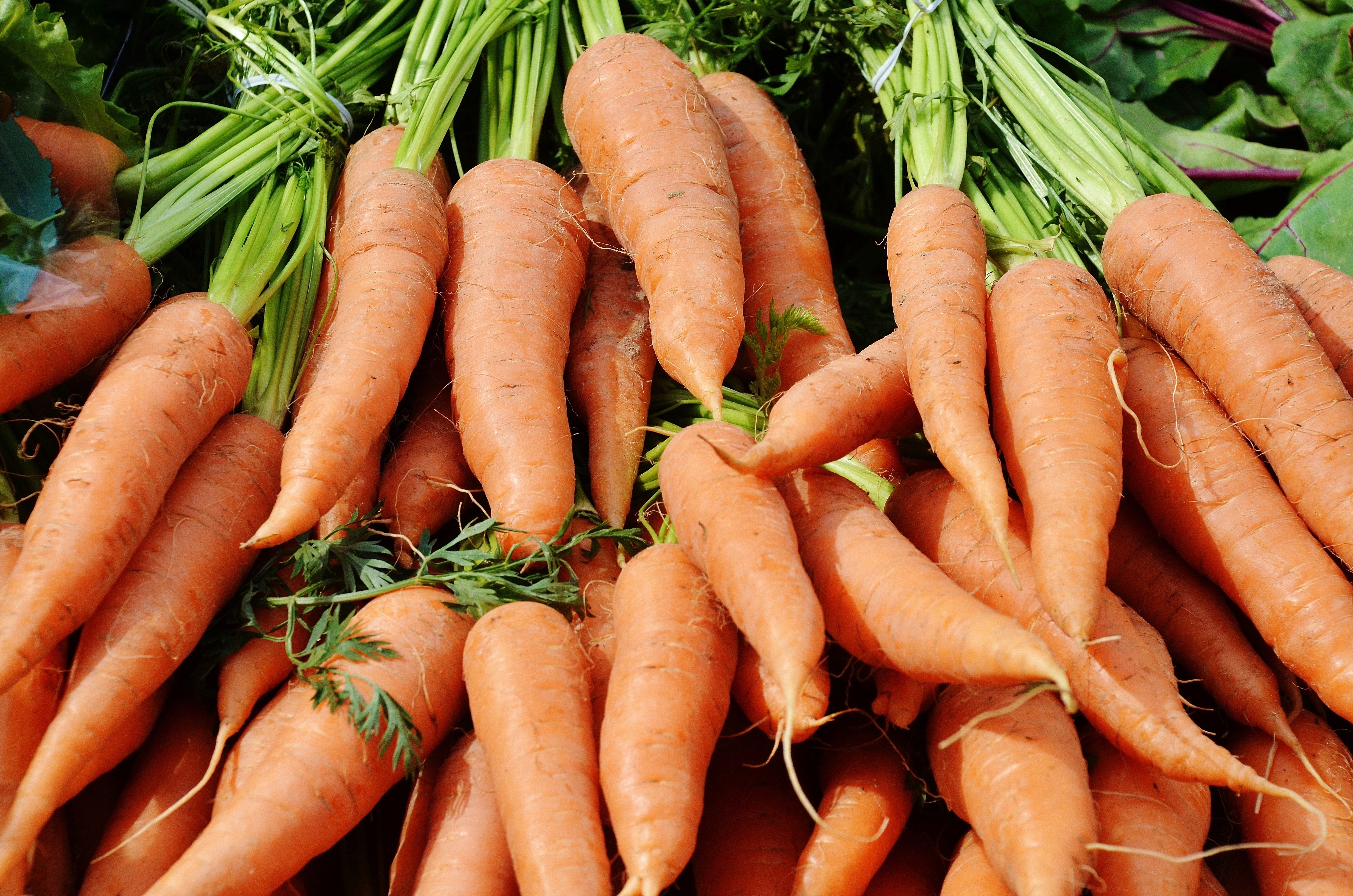 carrot lot