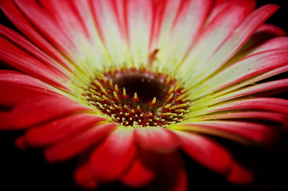 red and white petal flower preview