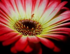 red and white petal flower thumbnail
