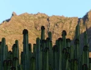 green cactus during daytime thumbnail