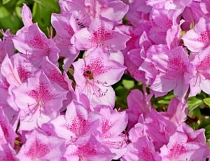 pink petaled flowers in closeup photo thumbnail