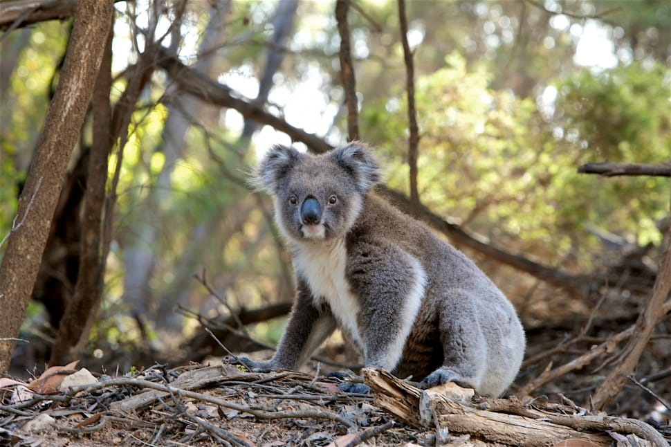 gray koala bear preview