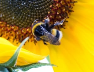 Helianthus Annuus, Sun Flower, Hummel, insect, one animal thumbnail