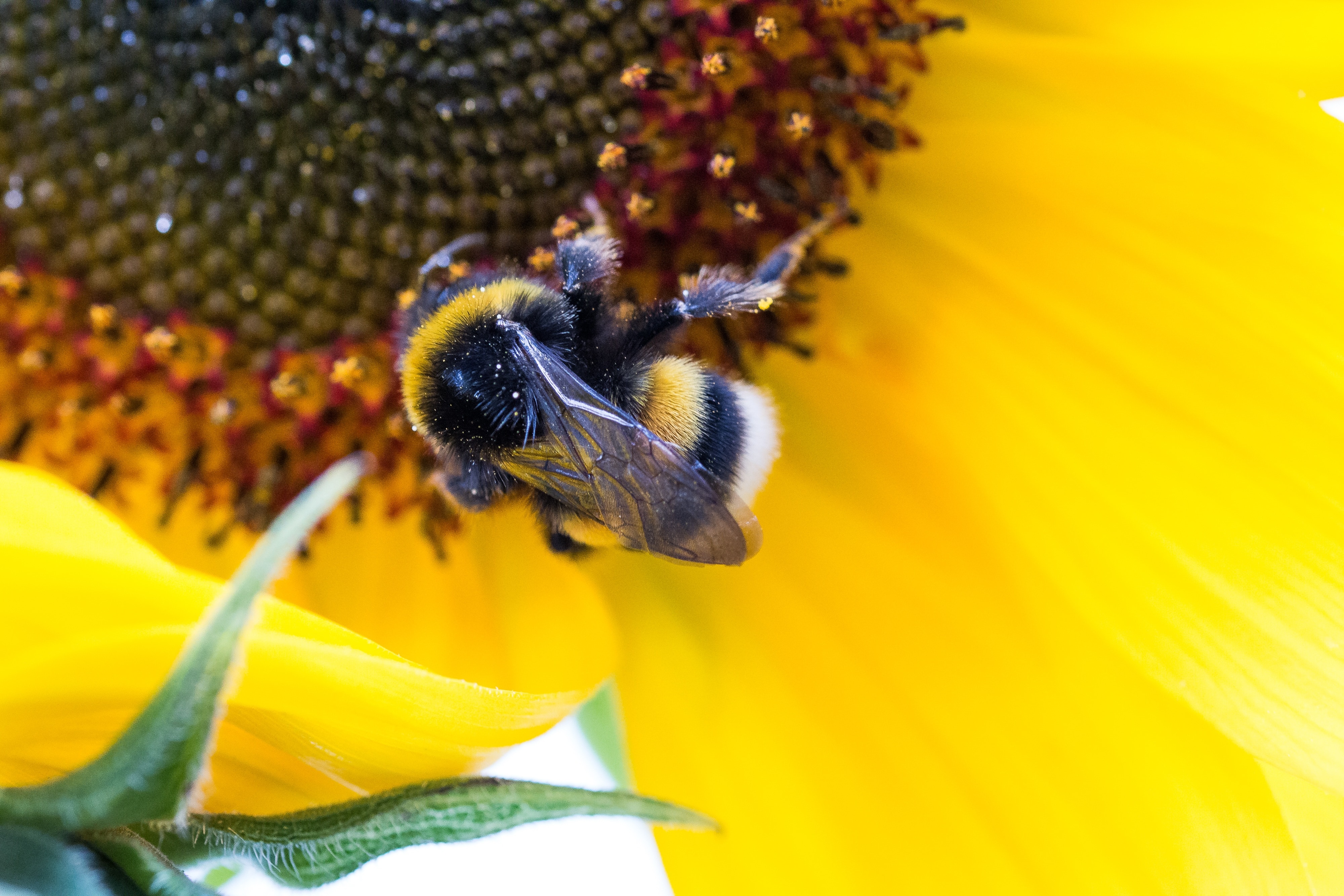Helianthus Annuus, Sun Flower, Hummel, insect, one animal