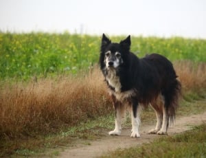 black and fawn long coat medium sized dog thumbnail