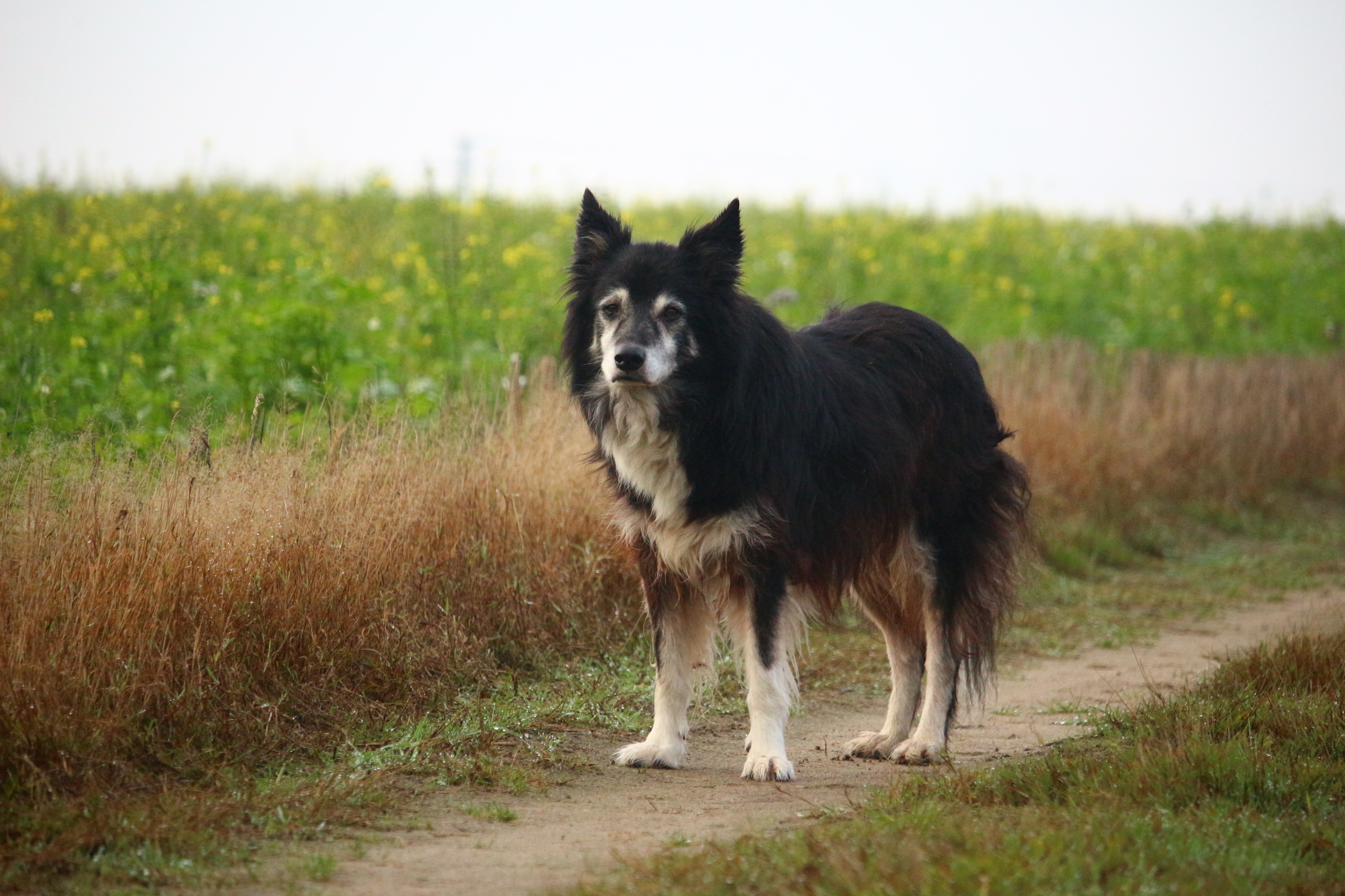 black and fawn long coat medium sized dog