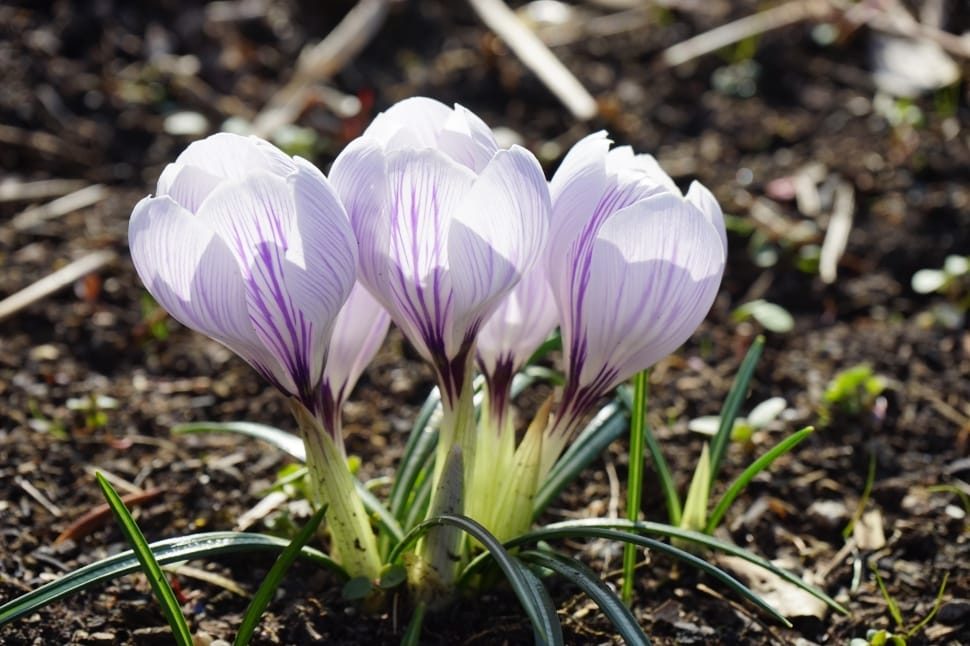 white and purple crocus flowers preview