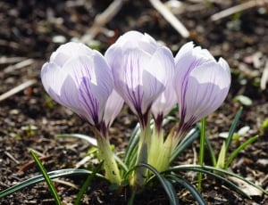 white and purple crocus flowers thumbnail