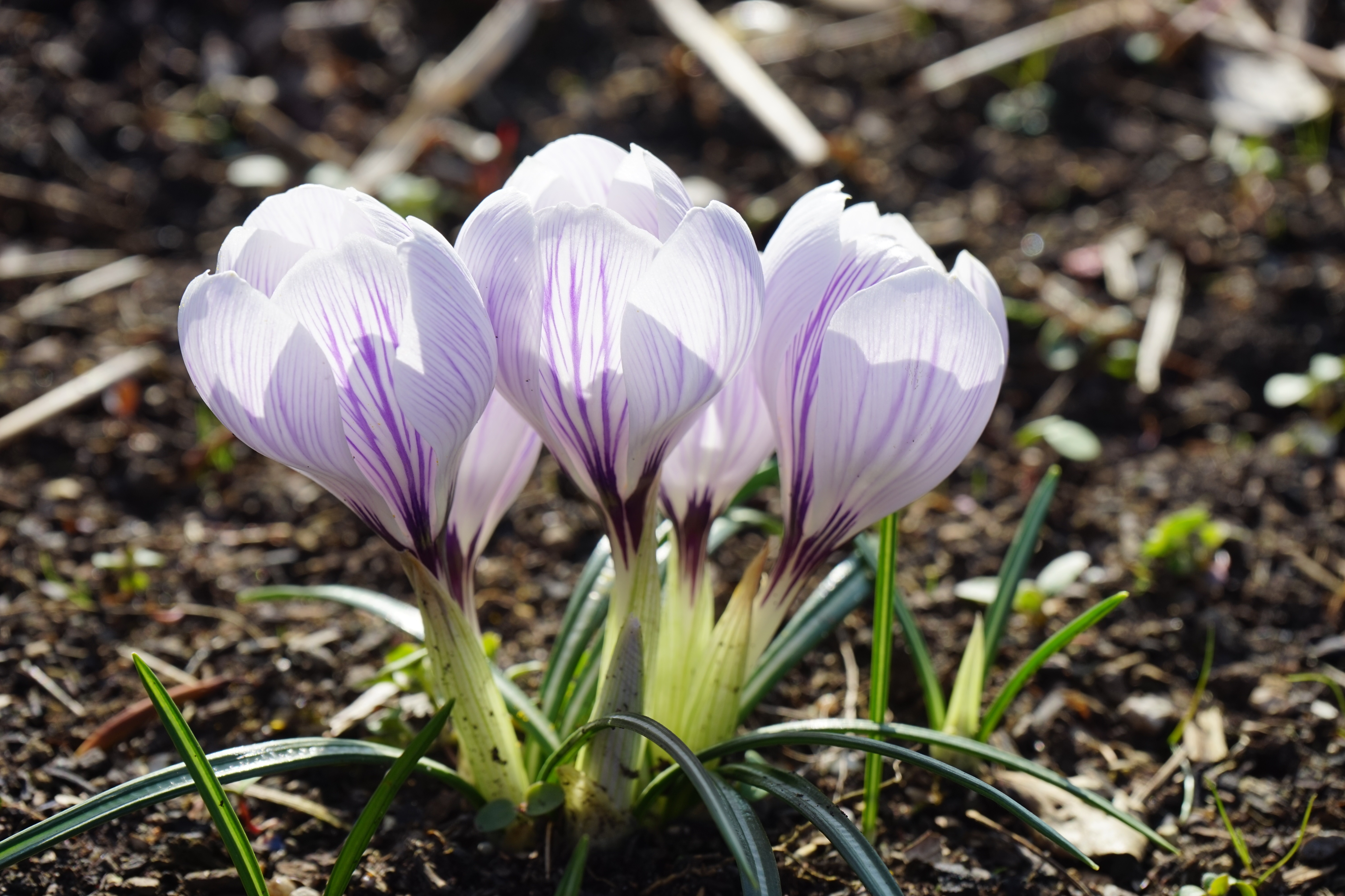 white and purple crocus flowers