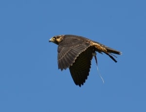 black and brown falcon thumbnail