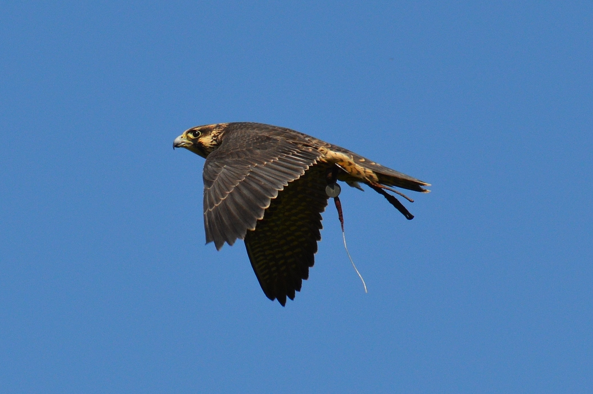 black and brown falcon