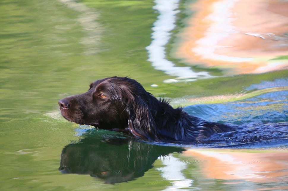 black short coated dog swimming on body of water during daytime preview