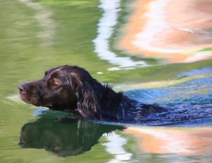 black short coated dog swimming on body of water during daytime thumbnail