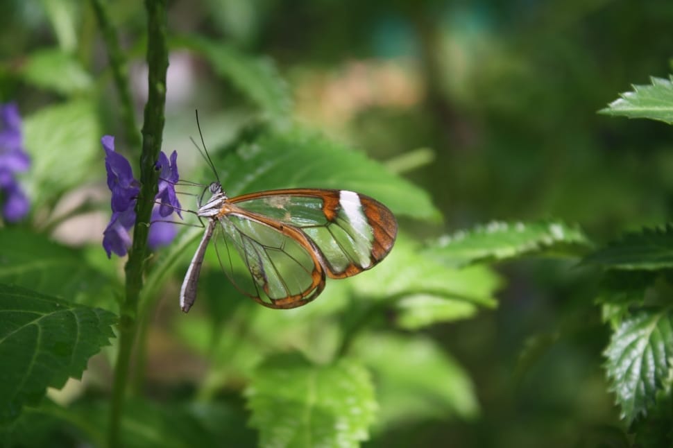 glasswing butterfly preview