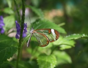glasswing butterfly thumbnail