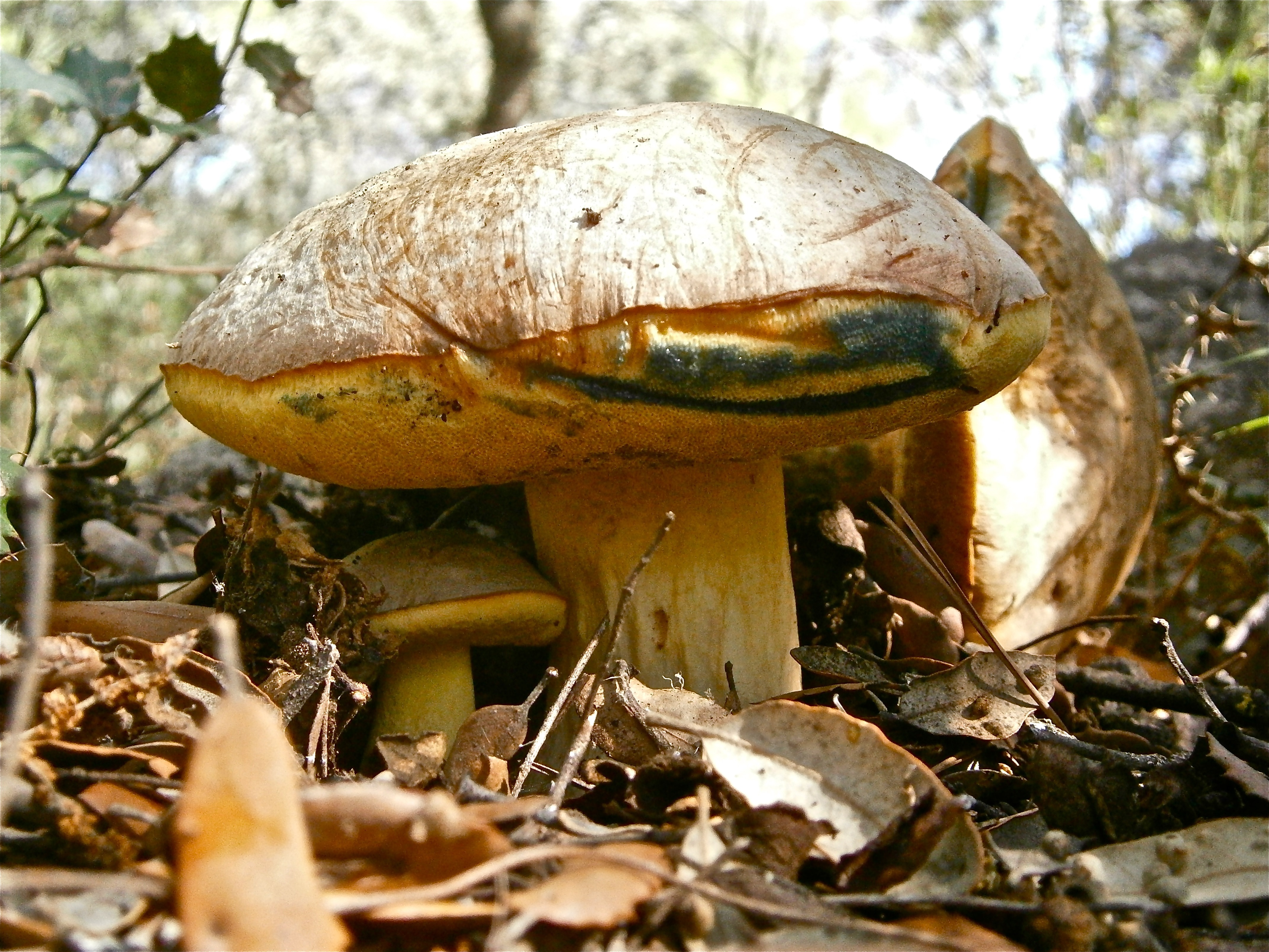 brown big mushroom and small mushroom