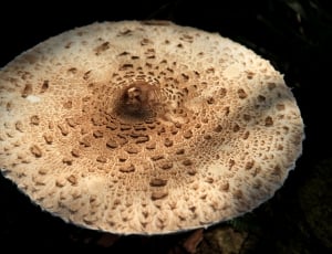 beige mushroom thumbnail