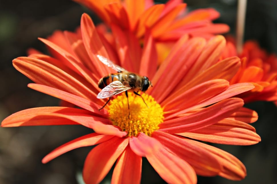 bee and red daisy preview
