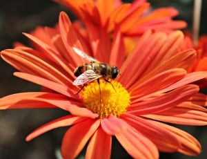 bee and red daisy thumbnail