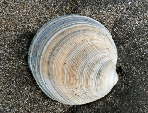 beige and gray seashell thumbnail