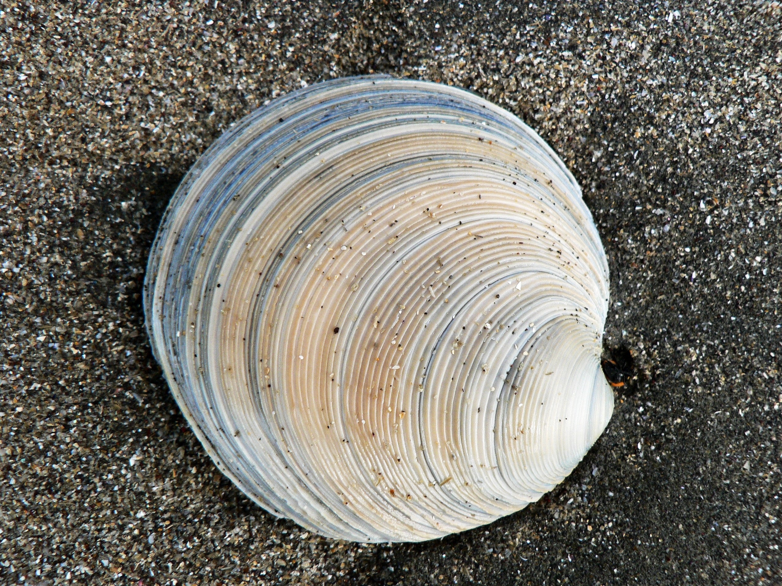 beige and gray seashell