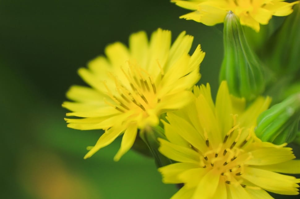 close up photography of yellow petaled flowers preview