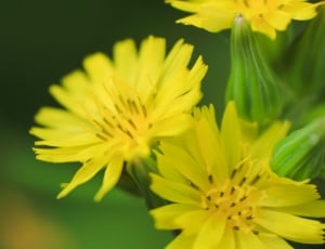 close up photography of yellow petaled flowers thumbnail