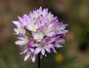 white and violet flower plant thumbnail
