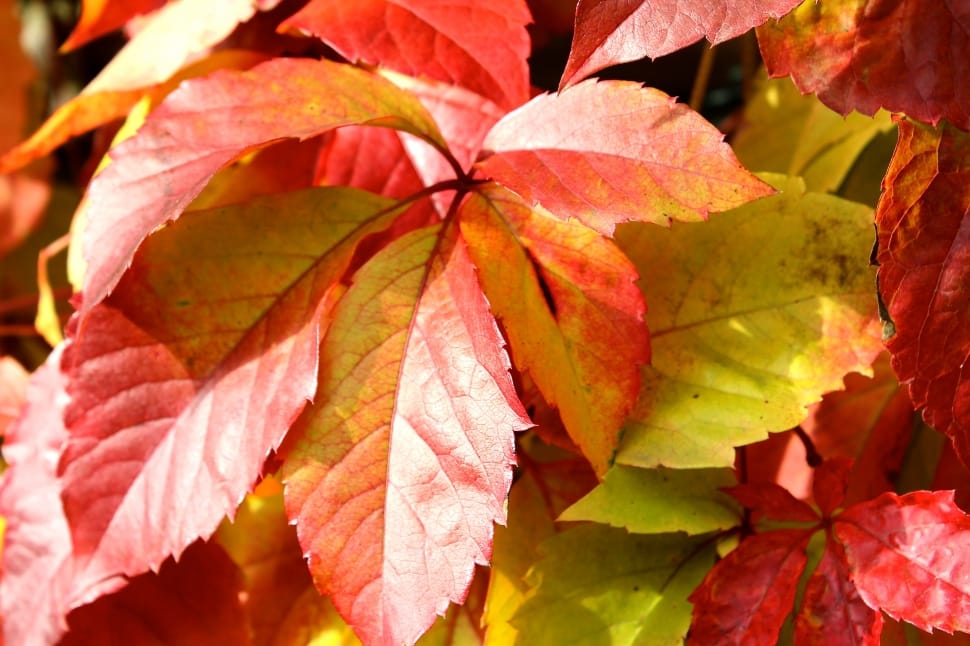 Wine Partner, Grape Crop, Fall Foliage, leaf, autumn preview