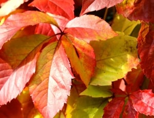 Wine Partner, Grape Crop, Fall Foliage, leaf, autumn thumbnail