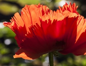 red petaled flower close up photo thumbnail