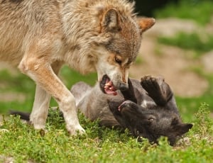 closeup photo of two wolves thumbnail