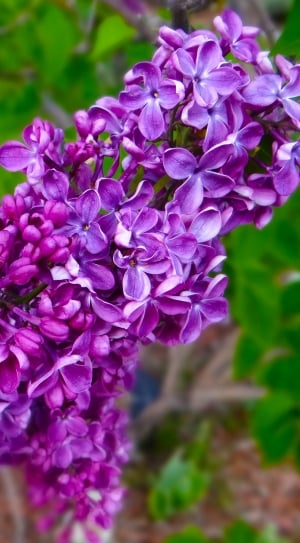 Spring, Springtime, Purple, Lilacs, flower, growth thumbnail