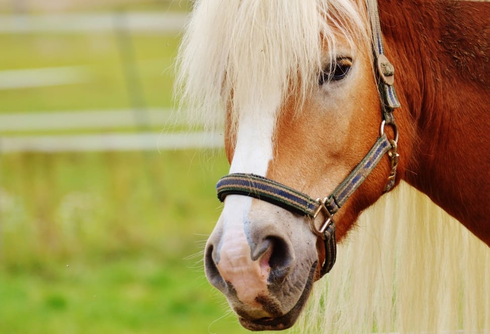 brown and white horse preview