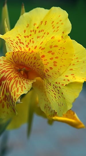 Kanna, Cannae Divided Flower, flower, beauty in nature thumbnail