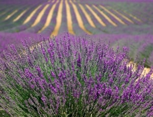 purple and green flower field thumbnail