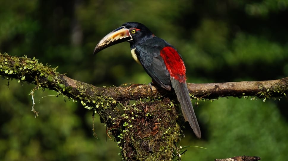 black and red toucan preview